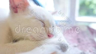 小白猫睡在红色小猫上友情<strong>搞笑</strong>宠物慢动作<strong>视频</strong>